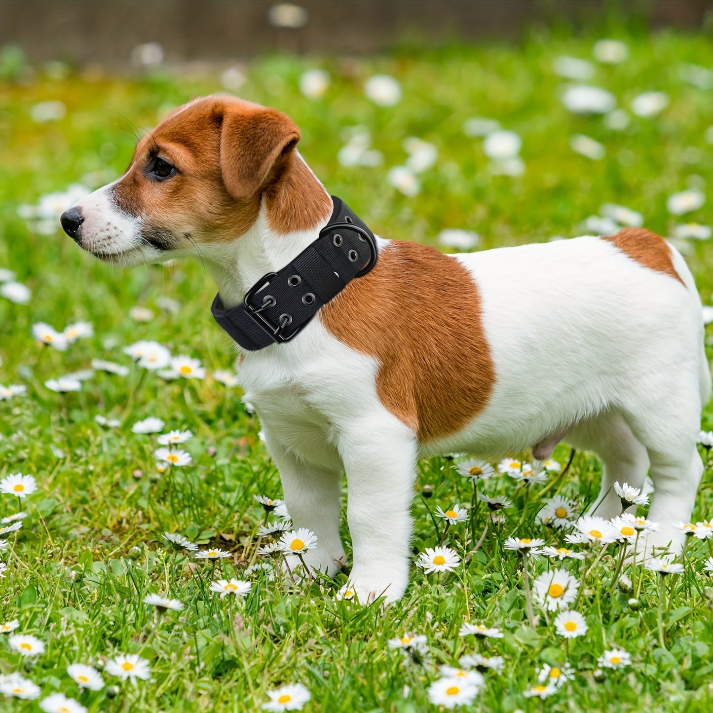 Collier pour chien en nylon réglable – Confort et contrôle pour grands chiens