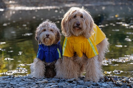 LumiChien - Imperméable Réfléchissant pour Chiens avec Capuche