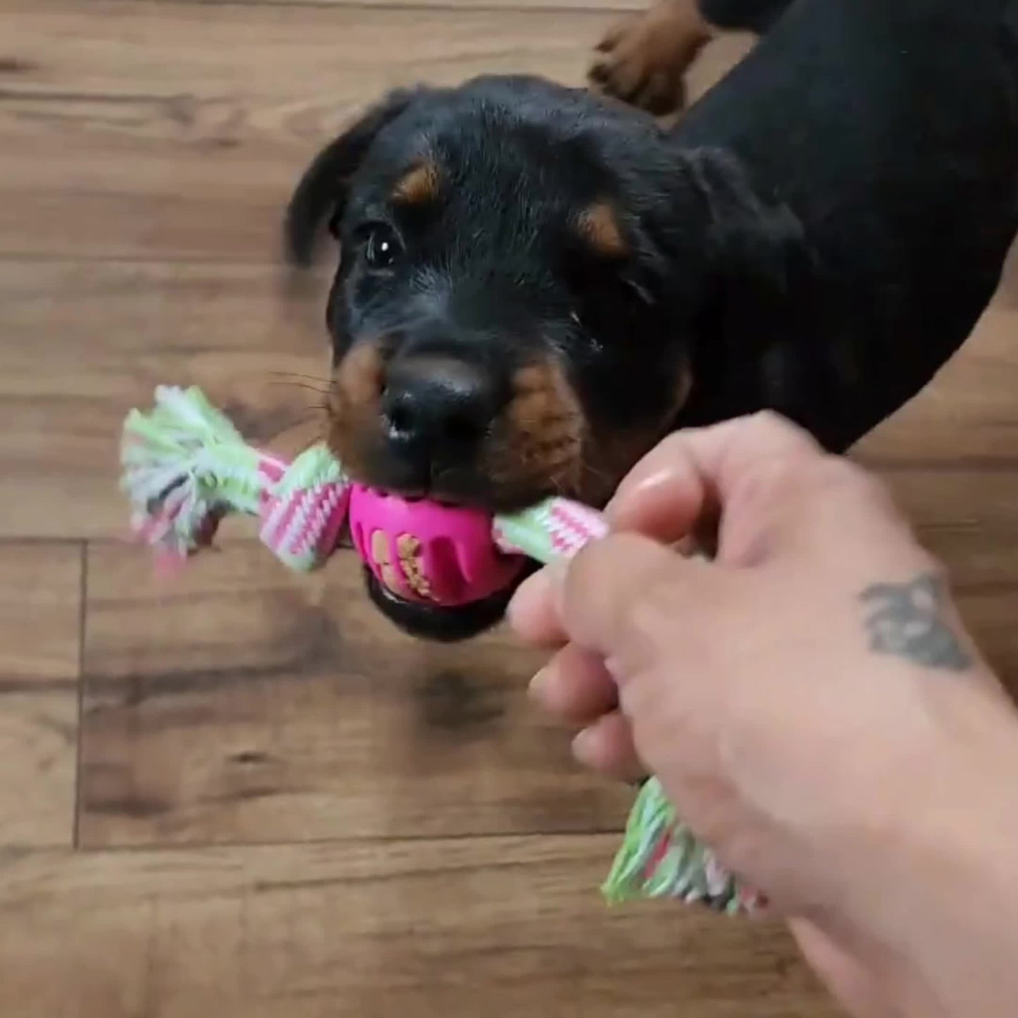 Jouet à mâcher interactif pour chien – Avec boutons colorés et balle en caoutchouc