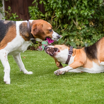 Jouet à mâcher interactif pour chien – Avec boutons colorés et balle en caoutchouc