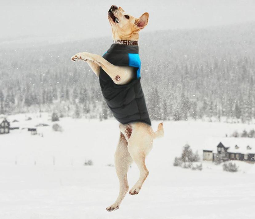 Manteau pour chiens CozyPaws - Chaleur et imperméabilité