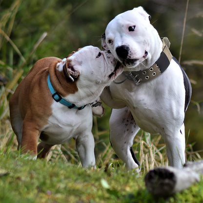 Collier pour chien en nylon réglable – Confort et contrôle pour grands chiens
