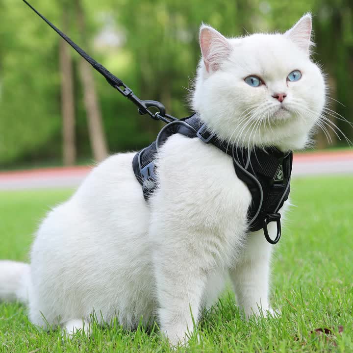 Harnais réfléchissant pour chat avec ensemble laisse – Idéal pour les promenades et l’entraînement